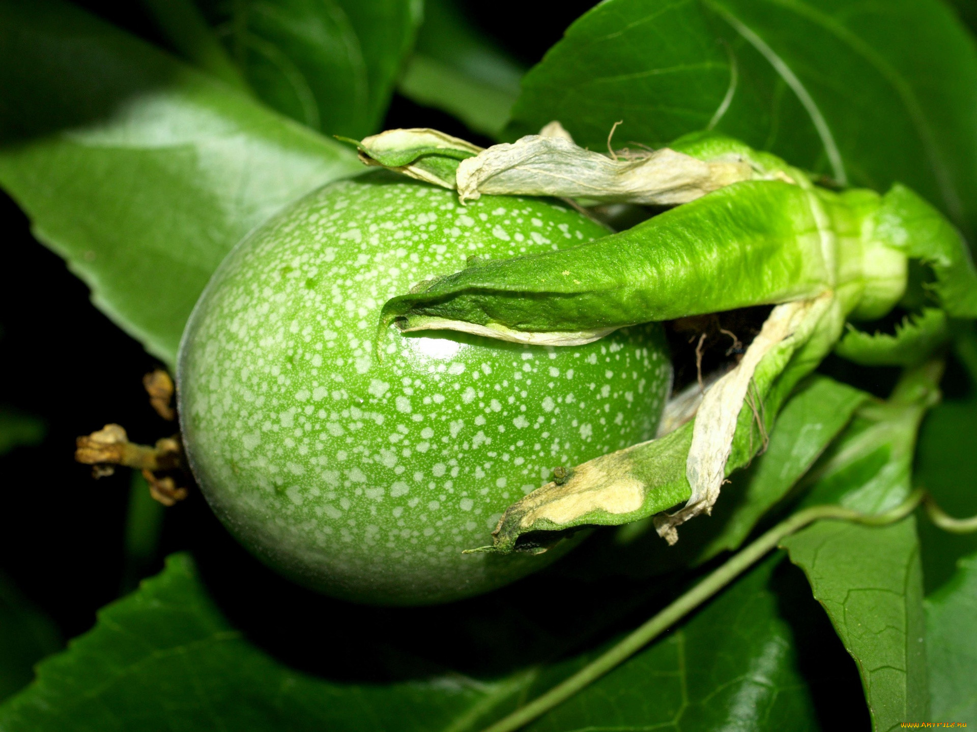 , , passion, fruit